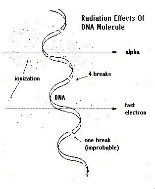 DNA molecule 'broken' by alpha particle